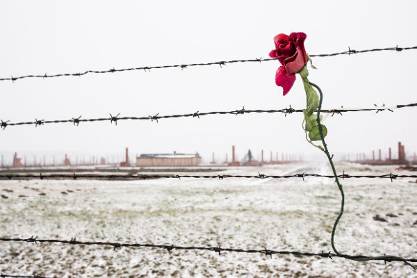 Foto: A rose on the Barbed Wire Fence in the snow covered german concentration camp of Auschwitz Birkenau. Fot. HUANG Zheng, Francja / shutterstock.com
