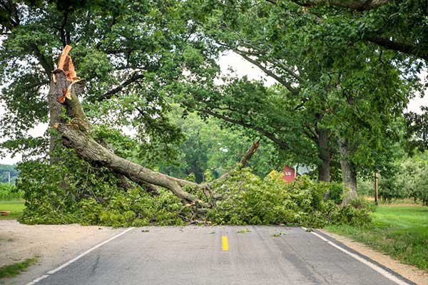 Podczas sztormu, który przeszedł przez Holandię w środę doszło do wielu niebezpiecznych sytuacji. Wiatr, którego prędkość przekroczyła 120km/h przewracał drzewa, przynajmniej kilkanaście osób zostało rannych. Fot. Shutterstock