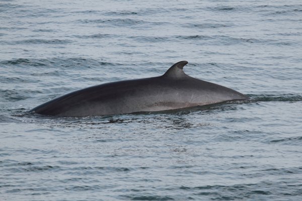 Wieloryb karłowaty, fot. Cephas, CC3