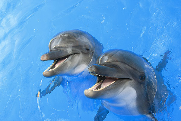 Delfiny, fot. Shutterstock