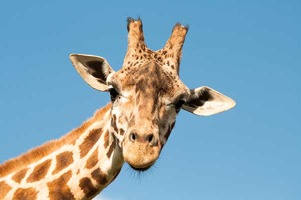 Safaripark Beekse Bergen, fot. Shutterstock